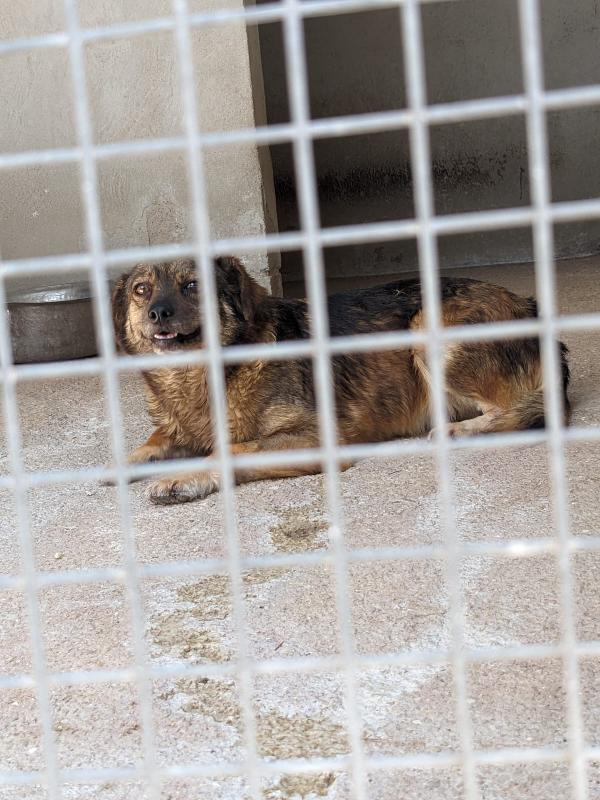PICCOLA - cagnolina di 1 anno e mezzo - taglia piccola Foto 3
